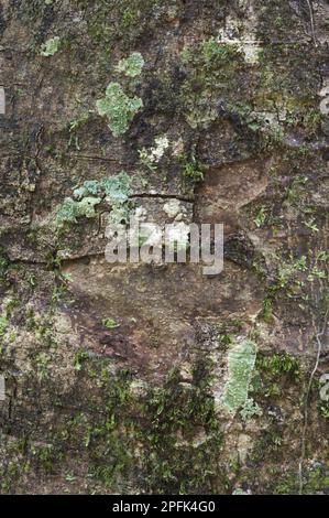 Suya (Pouteria speciosa) primo piano di corteccia, con muschio e lichene, foresta pluviale di Iwokrama, Guiana Shield, Guyana, Sud America Foto Stock