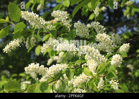 Ciliegio europeo (Prunus padus), Rosaceae, primo piano di Powys, Galles, Regno Unito Foto Stock