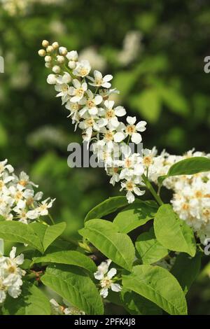 Ciliegio europeo (Prunus padus), Rosaceae, primo piano di Powys, Galles, Regno Unito Foto Stock