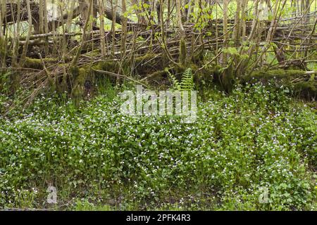 Fiore caramella rosa (Claytonia sibirica) introdusse specie, massa fiorente, crescendo sotto siepi stradali, Powys, Galles, Regno Unito Foto Stock