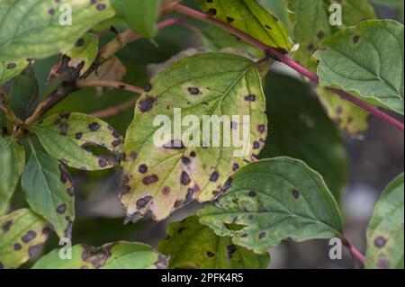 Foglia spot antracnosio, Discula destructiva, macchie su (Cornus) foglie, Berkshire, Inghilterra, Regno Unito Foto Stock