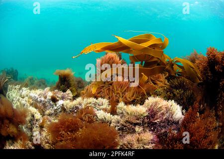 Harpoon Weed (Asparagopsis armata) e Kelp (Laminaria sp.) Subacquea, crescendo su una scogliera rocciosa poco profonda, Brandy Bay, Dorset, Inghilterra, Regno Unito, UE Foto Stock