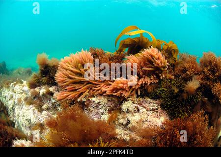 Harpoon Weed (Asparagopsis armata) e Kelp (Laminaria sp.) Subacquea, che cresce su una scogliera rocciosa poco profonda, Brandy Bay, Dorset, Inghilterra, Regno Unito Foto Stock