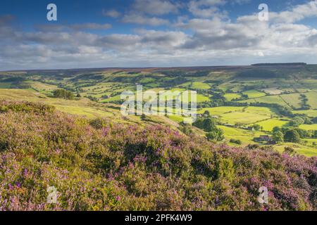 Affioramento di brughiere con la fioritura delle piume comuni (Calluna vulgaris) che si affaccia su terreni agricoli nella valle, Rosedale, North York Moors N. P. North Yorkshire Foto Stock