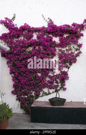 Le Bougainvilleas sono piante ornamentali popolari nella maggior parte delle zone con climi caldi Foto Stock