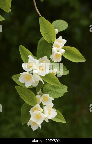 Arancio mock (Philadelphus sp.) Primo piano di fiori e foglie, nel giardino, Oxfordshire, Inghilterra, Regno Unito Foto Stock