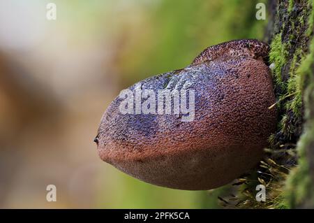 Giovane corpo fruttifero del fungo di bistecca (Fistulina hepatica), che cresce sul lato segato del gambo, Clumber Park, Nottinghamshire, Inghilterra, Unito Foto Stock