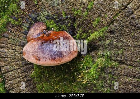 Giovane corpo fruttifero del fungo di bistecca (Fistulina hepatica), che cresce sul lato segato del gambo, Clumber Park, Nottinghamshire, Inghilterra, Unito Foto Stock