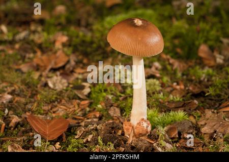 Tawny Grisette (Amanita fulva) corpo fruttifero, che cresce sotto faggi, New Forest, Hampshire, Inghilterra, Regno Unito Foto Stock