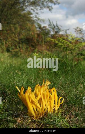 Il corpo fruttifero del corallo giallo fuso di Clavulinopsis (Clavulinopsis fusiformis) che cresce tra erba e felci nella foresta, il Leicestershire Foto Stock