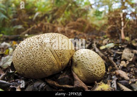 Comune Earthball (Scleroderma citrinum) due corpi fruttificanti, che crescono in foglie di lettiera, Clumber Park, Nottinghamshire, Inghilterra, Regno Unito Foto Stock