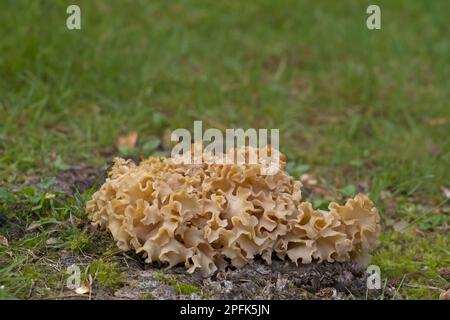 Cavolfiore Fungus (Sparassis crispa) corpo fruttifero, Norfolk, Inghilterra, Regno Unito Foto Stock