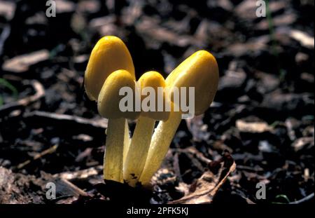 Bolbitius titubans, funghi porcini dorati, funghi porcini gialli, funghi porcini gialli, feci gialle (Bolbitius vitellinus) Foto Stock