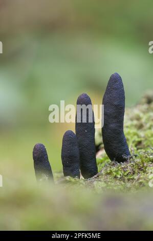 Corpi fruttificanti del dito della morte (Xylaria polymorfa) che crescono tra muschi in boschi, North Downs, Kent, Inghilterra, Regno Unito Foto Stock