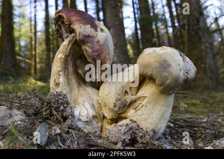 Bolete amaro (Tylopilus felleus) corpi fruttiferi, grandi esemplari distorti, cresce nelle foreste di conifere, Powys, Galles, Regno Unito Foto Stock