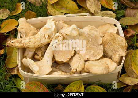 Legno Hedgehog (Hydnum repandum) corpi di frutta, raccolti per la vendita, Dordogne, Francia Foto Stock