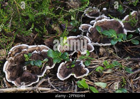 Fungo a denti zonati (Hydnellum concrescens) corpi fruttiferi, che crescono attraverso aghi di pino caduti, Loch Garten RSPB Reserve, Abernethy Forest Foto Stock