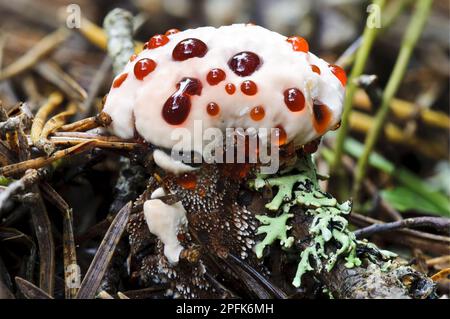 Devil's Tooth Fungus (Hydnellum peckii) giovane corpo fruttifero, 'sanguinante' succo rosso brillante, che cresce attraverso gli aghi caduti di pino, Loch Garten RSPB Foto Stock