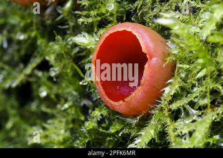 Coppa dell'elfo di scarlatto (Sarcosca austriaca), spolveratura rossa del sangue, spolveratura austriaca, funghi, coppa dell'elfo di scarlatto corpo fruttifero, che cresce su legno coperto di muschio Foto Stock