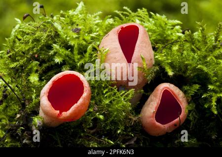 Coppa dell'elfo di scarlatto (Sarcosca austriaca), coppa dell'olfatto, coppa dell'olfatto, coppa dell'Austria, funghi, coppa dell'olfo di scarlatto corpi fruttificanti, che crescono da morti coperti di muschio Foto Stock