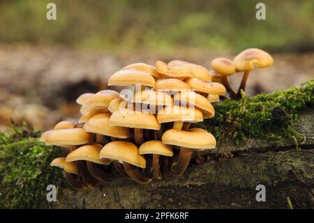 Velluto (flammulina velutipes) Shank Fungus fruttificanti corpi, crescendo su muschio coperto, Titchwell RSPB Reserve, Norfolk, Inghilterra, Regno Unito Foto Stock