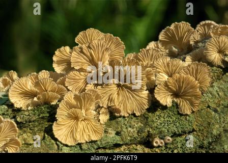 Gill spaccato (comune di Schizophyllum), funghi, gill spaccato fungi frutti di tronchi, Trivandrum, Kerala, India Foto Stock