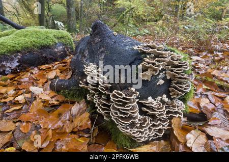 Corpi fruttiferi a fascia Polypore (Trametes versicolor), crescita di massa su tronchi in decadimento in habitat di faggeto, Exmoor N. P. Devon, Inghilterra, Uniti Foto Stock