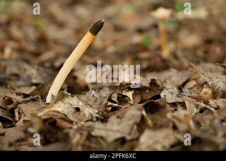 Cane Stinkhorn (Mutinus caninus) corpo fruttifero, che cresce tra le lettiere foglie in vecchi boschi, Wiltshire, Inghilterra, Regno Unito Foto Stock