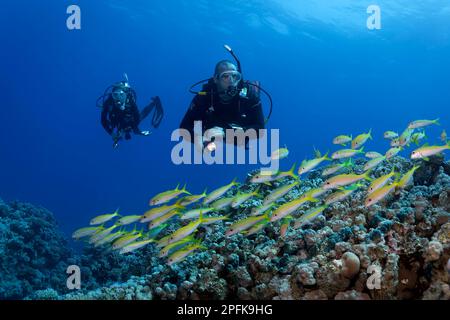 Subacqueo, subacqueo femminile, due, immersioni sopra la barriera corallina, guardare la zolla di spigola yellowfin (Mulloideichthys vanicolensis), Mar Rosso, Hurghada, Egitto, Africo Foto Stock