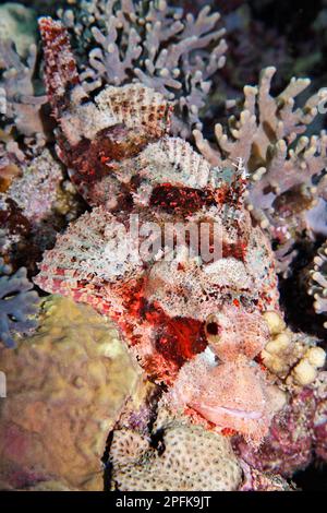 Scorfano di razza (Scorpaenopsis barbatus), ben mimetizato nella barriera corallina, Mar Rosso, barriera corallina di Daedalus, Isola di Deadalus, Egitto Foto Stock