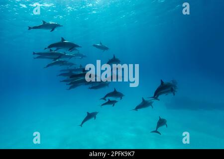 Barzelletta di delfini (Stenella longirostris) che nuotano sul fondo sabbioso, Shaab Samaday, Casa dei delfini, Mar Rosso, Egitto Foto Stock