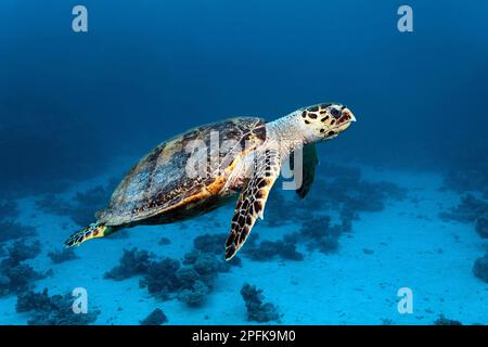 Tartaruga di mare Hawksbill (Eretmochelys imbricata), nuoto sul fondo sabbioso con piccole barriere coralline, St. Johns, Mar Rosso, Egitto Foto Stock