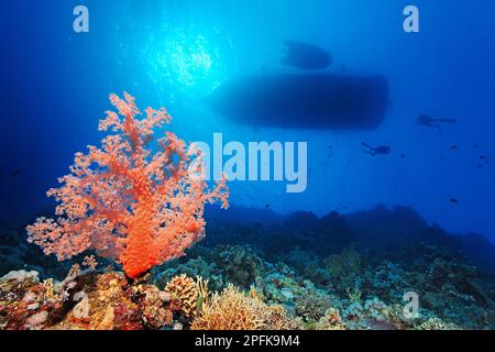 Barriera corallina, parete ripida con corallo morbido Klunzingers (Dendronephthya klunzingeri), nella silhouette posteriore della nave, nave subacquea, nave subacquea più sicura Foto Stock