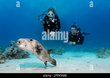 Subacqueo, subacqueo femminile, due, immersioni sul fondo sabbioso, guardando la stella puffer (Arothron stellatus), Mar Rosso, Hurghada, Egitto Foto Stock