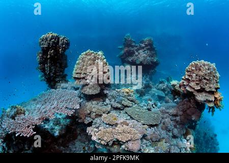 Paesaggio subacqueo, tipico, bizzarro, torri di corallo, cupola corallo (Porites nodifera), sotto vari coralli di pietra Acropora (Acropora), San Johns Foto Stock