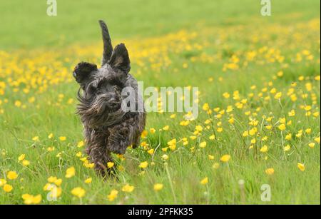 Nero miniatura schnauzer cane che corre towatf camera attraverso il campo di erba lunga e giallo coppette in estate con spazio copia a destra Foto Stock