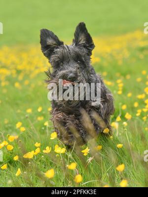 Primo piano di azione immagine di felice cane schnauzer in miniatura che corre verso la telecamera attraverso un campo di erba lunga e coppette in estate Foto Stock