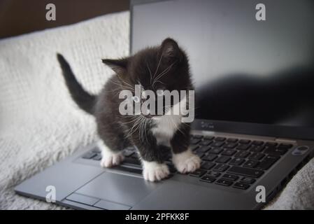 Carino gattino bianco e nero in piedi sulla tastiera del computer portatile Foto Stock