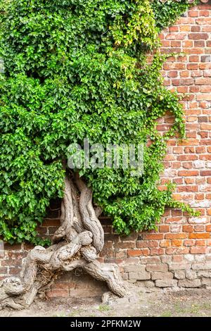 l'immagine di una pianta comune di edera con una radice vecchia enorme cresce su un muro di mattoni Foto Stock