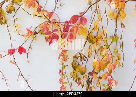 bella immagine di sfondo di tendri di vite autunnally colorato su una parete di casa Foto Stock