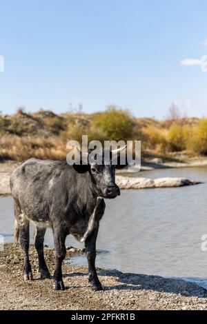 Vitello nero a piedi sul lago o sul fiume per evitare stress termico Foto Stock
