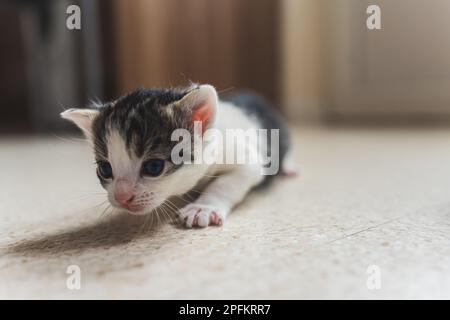 Piccolo gattino neonato che striscio sul pavimento . Foto di alta qualità Foto Stock