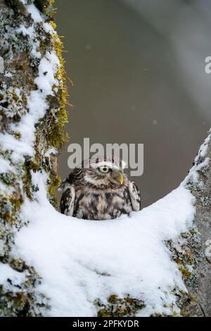 Gufo seduto nella cavità di un albero nevoso. Foto Stock