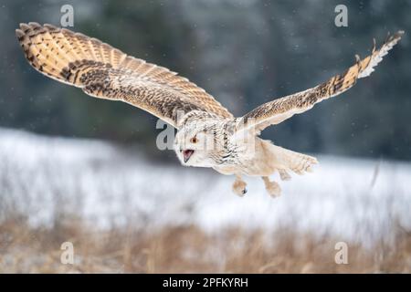 Gridando gufo dell'aquila siberiana mentre sorvolate nella natura invernale. Bubo bubo sibircus Foto Stock