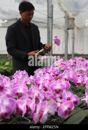HANZHONG, CINA - 17 MARZO 2023 - Un tecnico osserva la crescita di orchidea phalaenopsis ad una base di fiori nel villaggio di Shaba, città di Hanzhong, nord-ovest Foto Stock