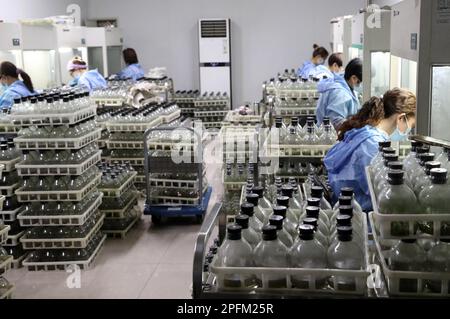HANZHONG, CINA - 17 MARZO 2023 - gli operai inoculano i giovani pianta di coltura del tessuto ad una base del fiore nel villaggio di Shaba, città di Hanzhong, Shaa del nord-ovest della Cina Foto Stock