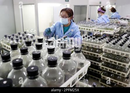 HANZHONG, CINA - 17 MARZO 2023 - Un operaio fa i preparativi per l'inoculazione ad una base di fiori nel villaggio di Shaba, città di Hanzhong, Sha della Cina nord-occidentale Foto Stock