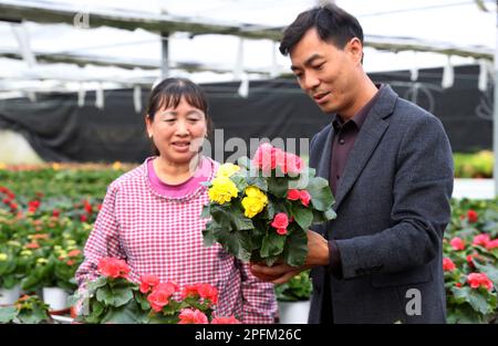 HANZHONG, CINA - 17 MARZO 2023 - Un tecnico ispeziona la crescita dei fiori in una base di fiori nel villaggio di Shaba, città di Hanzhong, Sha della Cina nord-occidentale Foto Stock