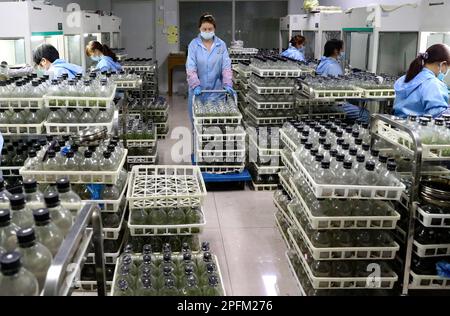 HANZHONG, CINA - 17 MARZO 2023 - Un operaio ad una base di fiore restituisce i giovani pianta della bottiglia che sono stati inoculati il giorno ad una stanza sterile di coltura dentro Foto Stock