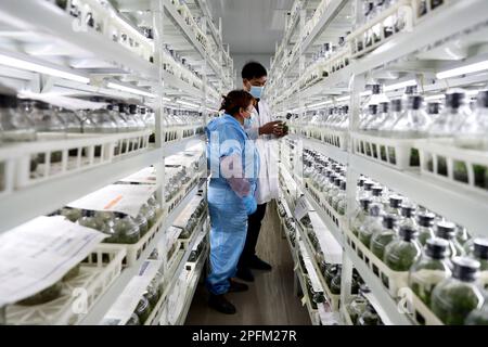HANZHONG, CINA - 17 MARZO 2023 - Un tecnico spiega i dettagli della sequenza di inoculazione ai dipendenti di una base floreale nel villaggio di Shaba, Hanzhong Foto Stock